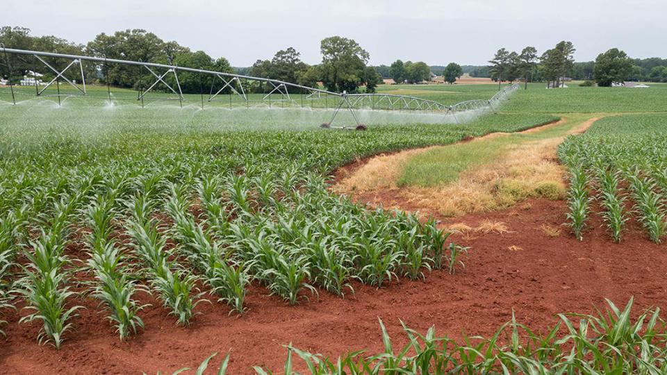 The Economics of Deficit Irrigation Utilizing Soil Moisture Probes