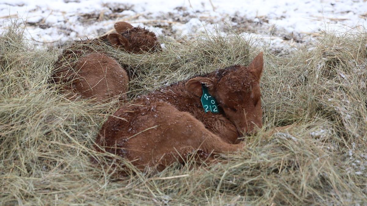 Engaging Agriculture: Calving workshops scheduled in Sidney and Curtis
