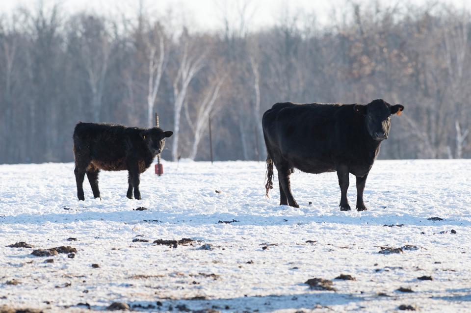 Pasture and Forage Minute: Winter Insect Mortality and Livestock Water Needs