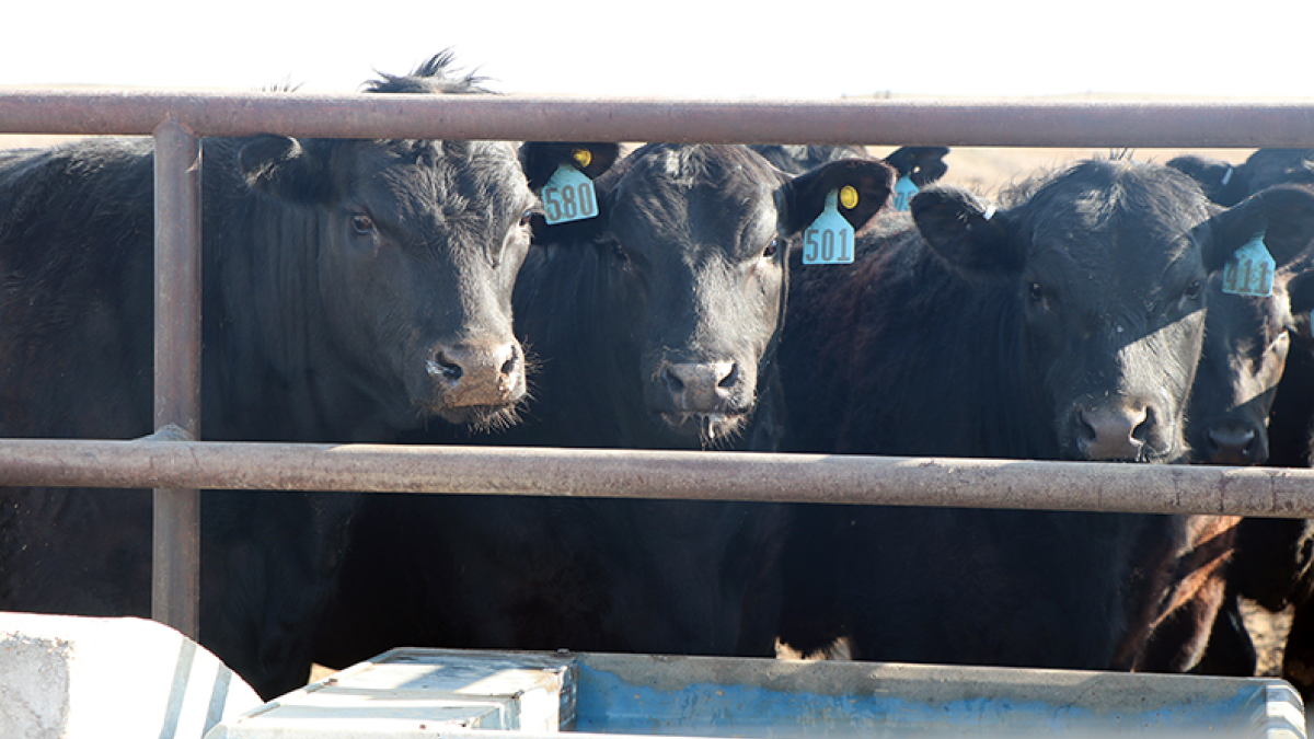 Roundtable to bring in speakers and panel on feedlot issues