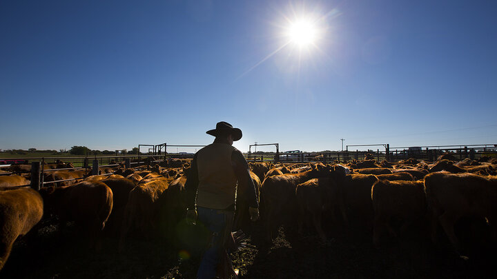 Calves are weaned from the herd on Oct. 14, 2014, near Mead, Nebraska.